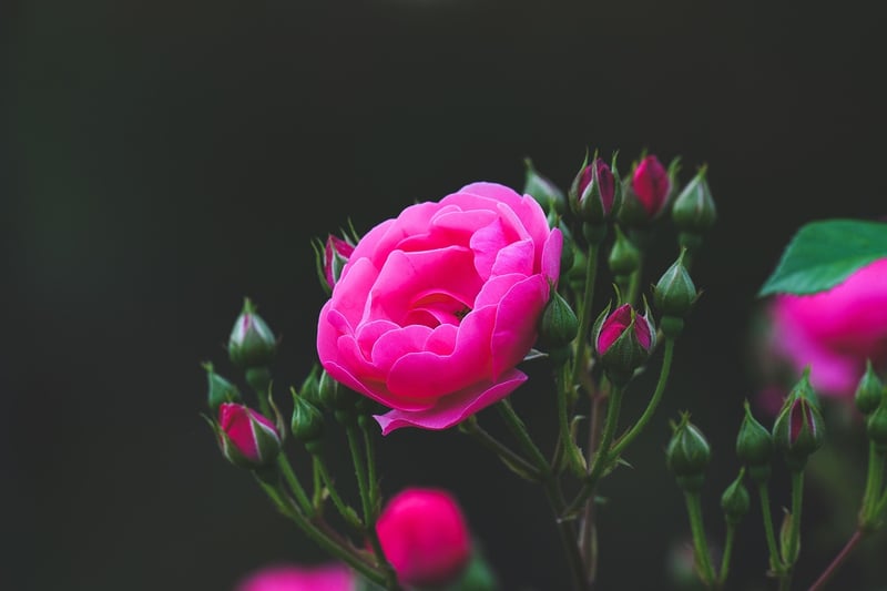 Vintage Rose